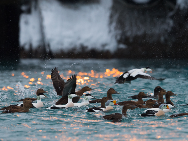 Kyhmyhaahka, King Eider, Somateria spectabilis